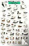 Macgowan, Craig - Mac's Field Guides: Northeast Coastal Water Birds
