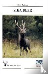 Putman, Rory - Sika Deer