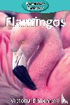 Blakemore, Victoria - Flamingos