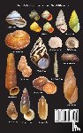 Dourson, Daniel C, Caldwell, Ronald S, Dourson, Judy a - Land Snails of Belize, Central America