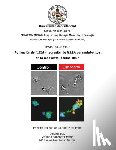 Rodríguez Peña, Mario - Activación de IL23A y represión de IL12A por metabolitos en la respuesta inmune Th17
