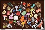 Botanic Gardens, Royal - The Mushroom Compendium