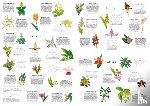 Chen, Whooli - Around the World in 50 Orchids