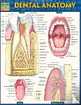 Perez, Vincent - Dental Anatomy