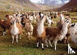 Peter Pauper Press, Inc - Puzzle Llamas