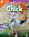 Herweck Rice, Dona - Hatching a Chick