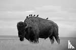 Stark, Mike - Starlings