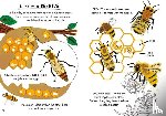 Chakrabarti, Nina - Little Guides to Nature: Hello Bugs