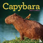 Calendars, Workman - Capybara Wall Calendar 2026