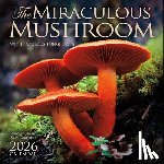 Amber Lotus Publishing - The Miraculous Mushroom 2026 Wall Calendar