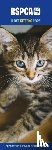 Calendars, Carousel - RSPCA I Love Kittens Slim Calendar 2025