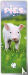 Calendars, Carousel - Pigs Slim Calendar 2025