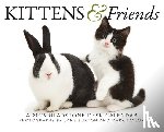 Gladstone - Kittens Friends Box Calendar 2026