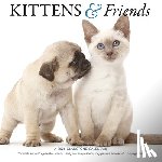 Gladstone - Kittens Friends Square Wall Sunday Start