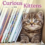 Carousel Worldwide - Curious Kittens Square Mini Sunday Start