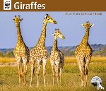 Carousel Worldwide - WWF Giraffes: 12x14 Deluxe Wall