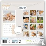 Carousel Calendar - Ginger Cats (PFP) W