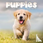 Carousel Calendars - Puppies Square Mini Sunday Start Calenda
