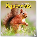 Carousel Calendar - Squirrels Square Wall Sunday Start Calen