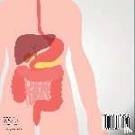 Baby Professor - How Food Travels in the Body