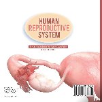 Baby - Human Reproductive System | How the Male and Female Reproductive System Works | Grade 6-8 Life Science