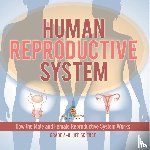 Baby - Human Reproductive System | How the Male and Female Reproductive System Works | Grade 6-8 Life Science