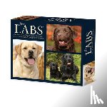 Willow Creek Press - Labs 2025 6.2 X 5.4 Box Calendar
