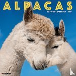 Willow Creek Press - Alpacas 2026 12 X 12 Wall Calendar