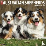 Willow Creek Press - Australian Shepherds 2026 12 X 12 Wall Calendar