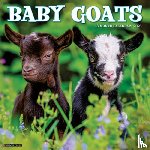 Willow Creek Press - Baby Goats 2026 Wall Calendar