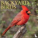 Willow Creek Press - Backyard Birds 2026 Wall Calendar