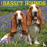 Willow Creek Press - Basset Hounds 2026 12 X 12 Wall Calendar