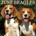 Willow Creek Press - Beagles 2026 12 X 12 Wall Calendar