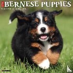 Willow Creek Press - Bernese Mountain Puppies 2026 12 X 12 Wall Calendar