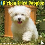 Willow Creek Press - Bichon Frise Puppies 2026 12 X 12 Wall Calendar