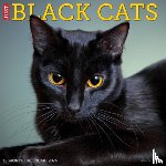 Willow Creek Press - Black Cats 2026 12 X 12 Wall Calendar