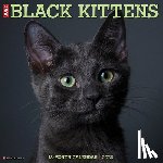 Willow Creek Press - Black Kittens 2026 Wall Calendar