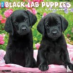 Willow Creek Press - Black Lab Puppies 2026 12 X 12 Wall Calendar