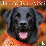 Willow Creek Press - Black Labs 2026 Wall Calendar