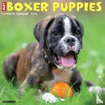 Willow Creek Press - Boxer Puppies 2026 12 X 12 Wall Calendar