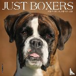 Willow Creek Press - Boxers 2026 12 X 12 Wall Calendar