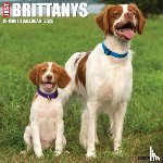 Willow Creek Press - Brittanys 2026 12 X 12 Wall Calendar