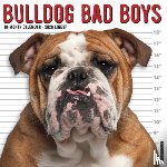 Willow Creek Press - Bulldog Bad Boys 2026 12 X 12 Wall Calendar