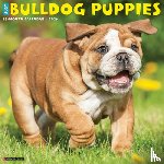 Willow Creek Press - Bulldog Puppies 2026 12 X 12 Wall Calendar