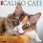 Willow Creek Press - Calico Cats 2026 12 X 12 Wall Calendar