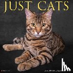 Willow Creek Press - Cats 2026 12 X 12 Wall Calendar