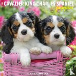Willow Creek Press - Cavalier King Charles Spaniel Puppies 2026 12 X 12 Wall Calendar