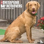 Willow Creek Press - Chesapeake Bay Retrievers 2026 12 X 12 Wall Calendar