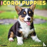 Willow Creek Press - Corgi Puppies 2026 12 X 12 Wall Calendar
