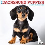 Willow Creek Press - Dachshund Puppies 2026 12 X 12 Wall Calendar
